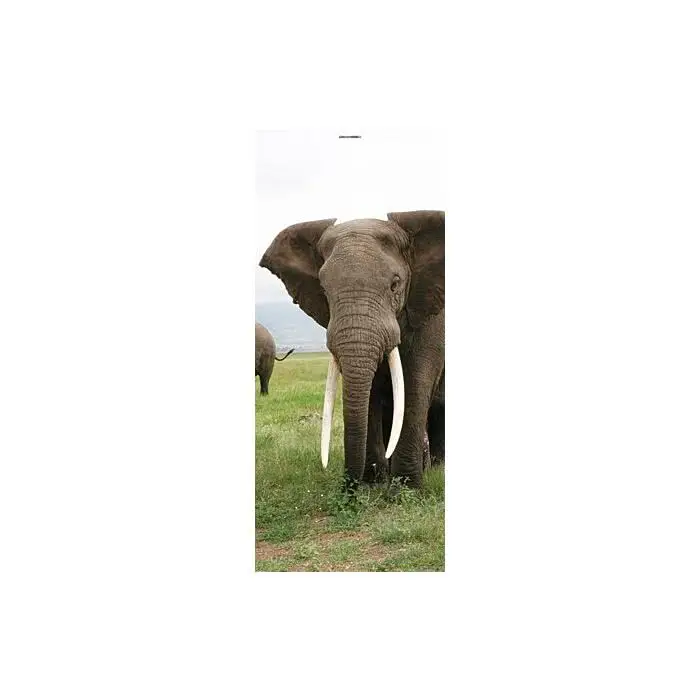 Scheurich Türfolie Wild Elephant, für Innen- Außentüren Markenware